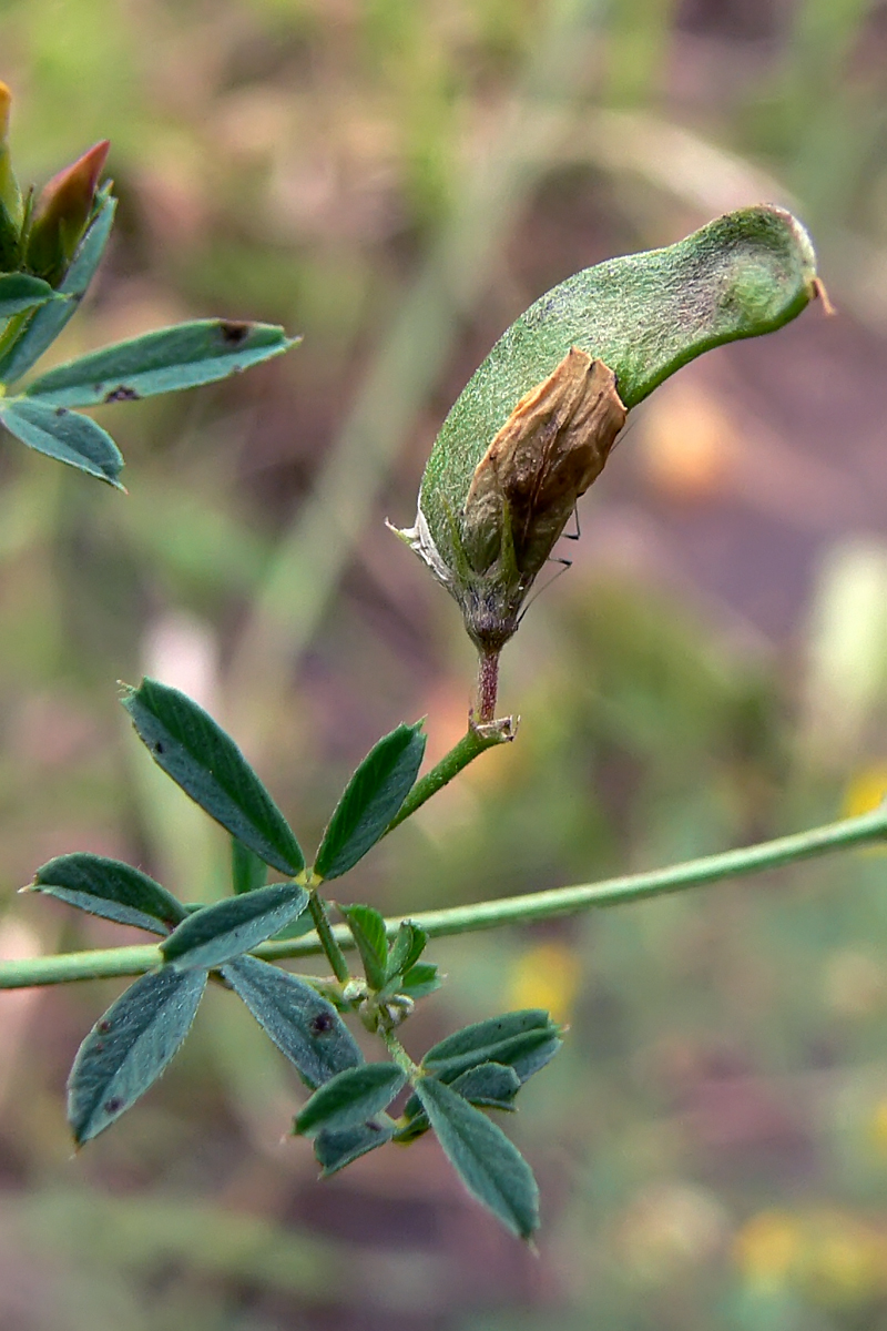 Изображение особи Medicago falcata.