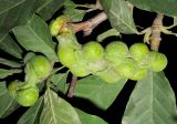 Magnolia kobus