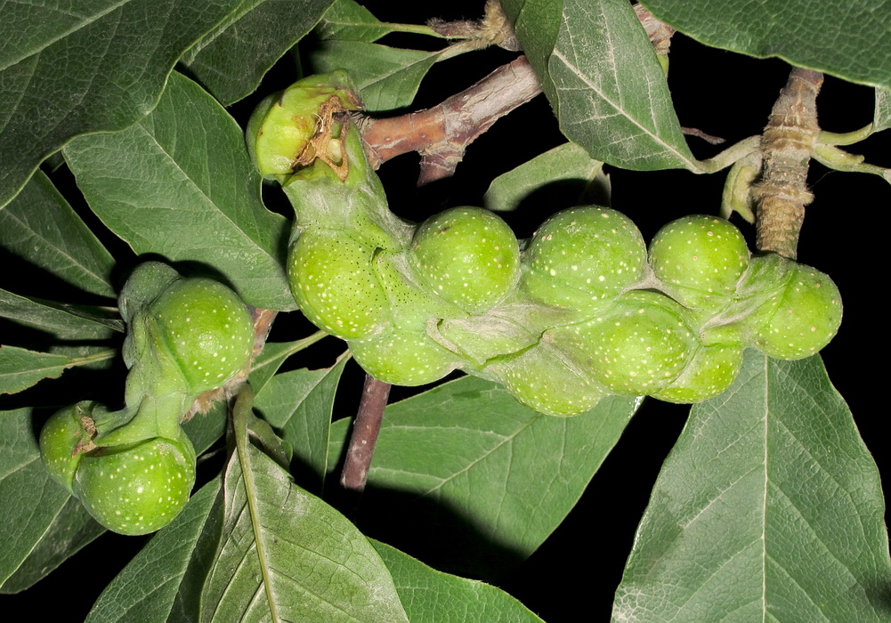 Изображение особи Magnolia kobus.