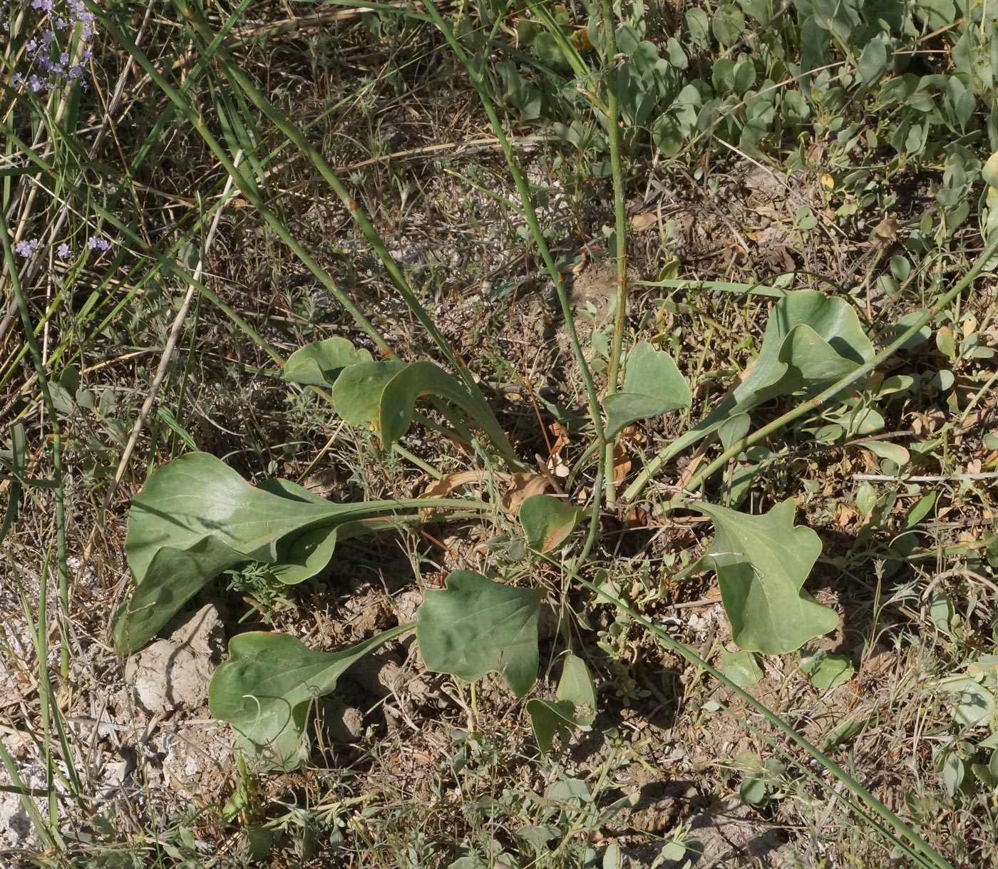 Image of Limonium myrianthum specimen.