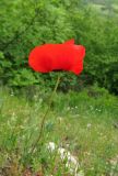 Papaver rhoeas variety strigosum. Верхушка цветущего растения. Крым, окр. Балаклавы, край пушистодубового леса у автомобильной дороги. 30 апреля 2016 г.