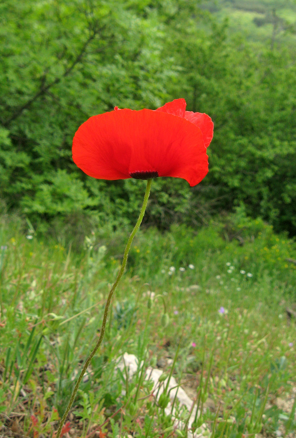 Image of Papaver rhoeas var. strigosum specimen.