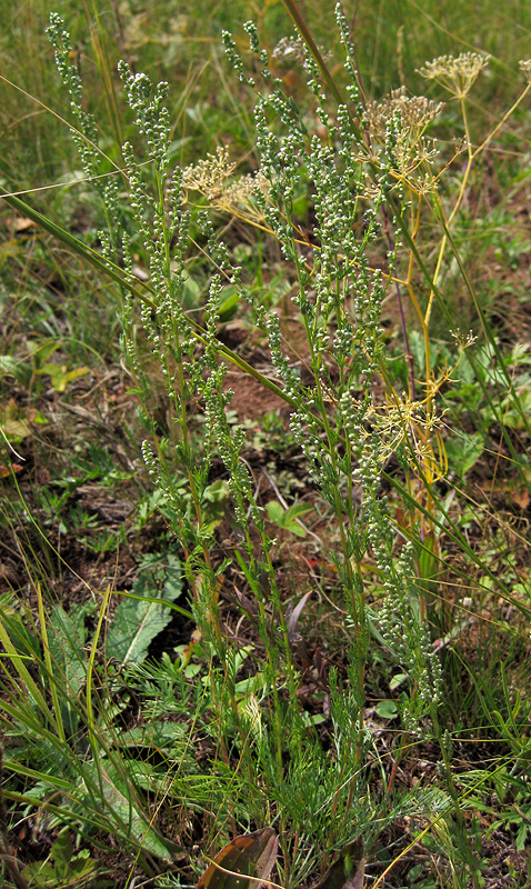 Image of Artemisia commutata specimen.