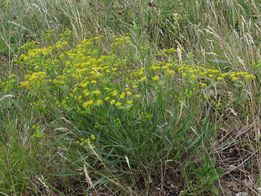 Image of Bupleurum multinerve specimen.