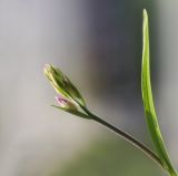 Cephalanthera rubra. Верхушка побега с нераспустившимися цветками. Пермский край, г. Пермь, Кировский р-н, садовый участок, в культуре. 20.05.2016.