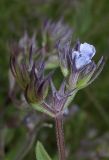 Nepeta parviflora. Часть общего соцветия. Крым, Первомайский р-н, окр. с. Войково, лесополоса. 22 мая 2016 г.