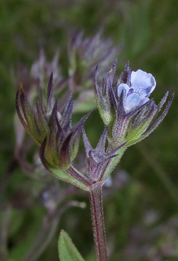 Image of Nepeta parviflora specimen.