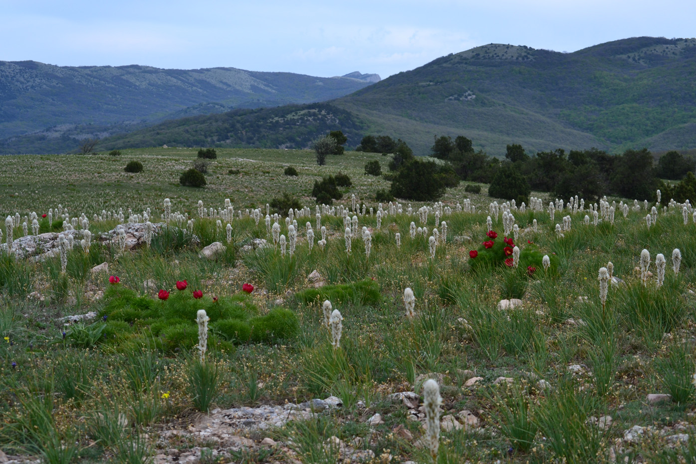 Изображение особи Asphodeline taurica.