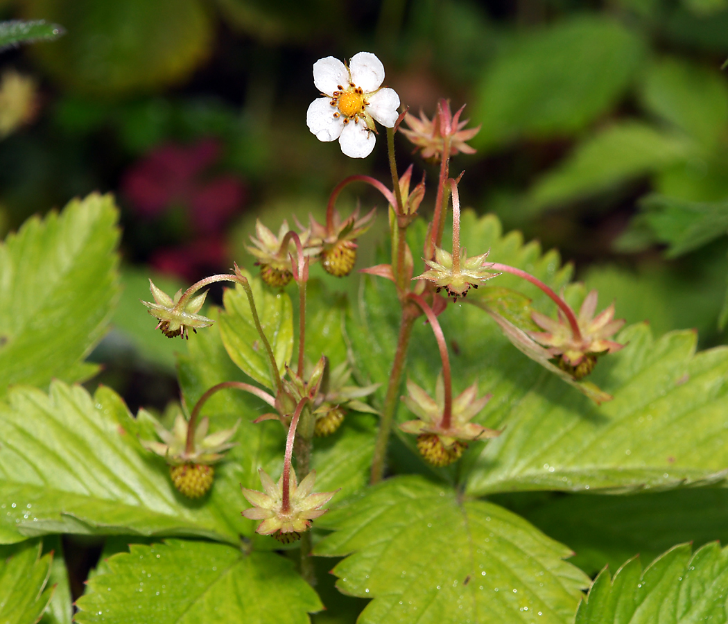 Изображение особи Fragaria vesca.