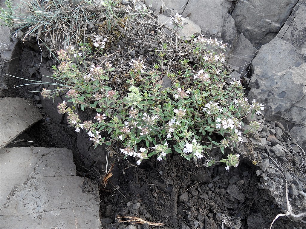 Изображение особи род Thymus.
