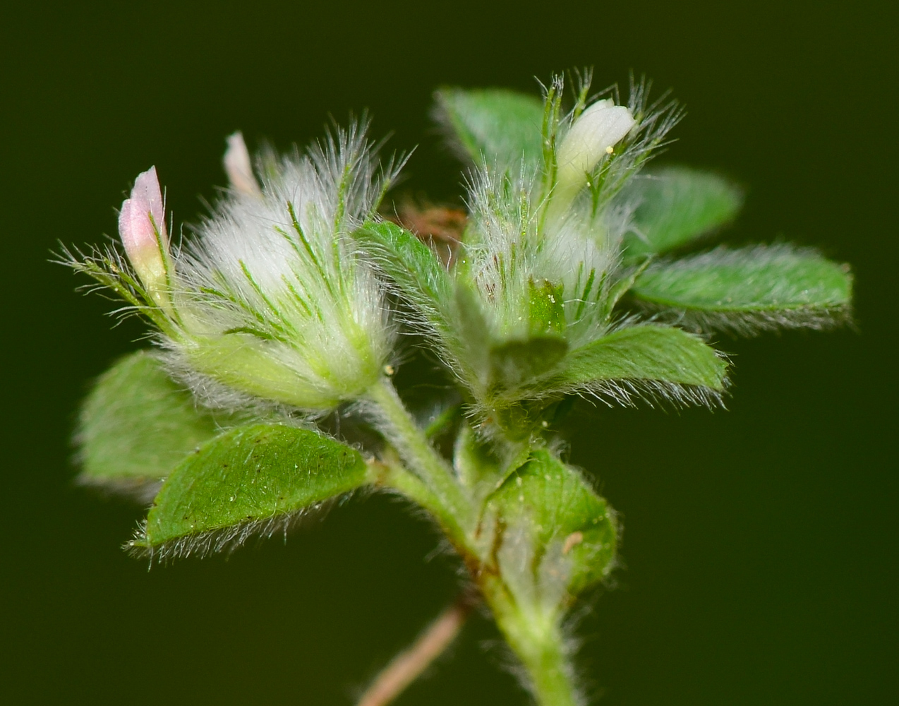 Изображение особи Trifolium pilulare.