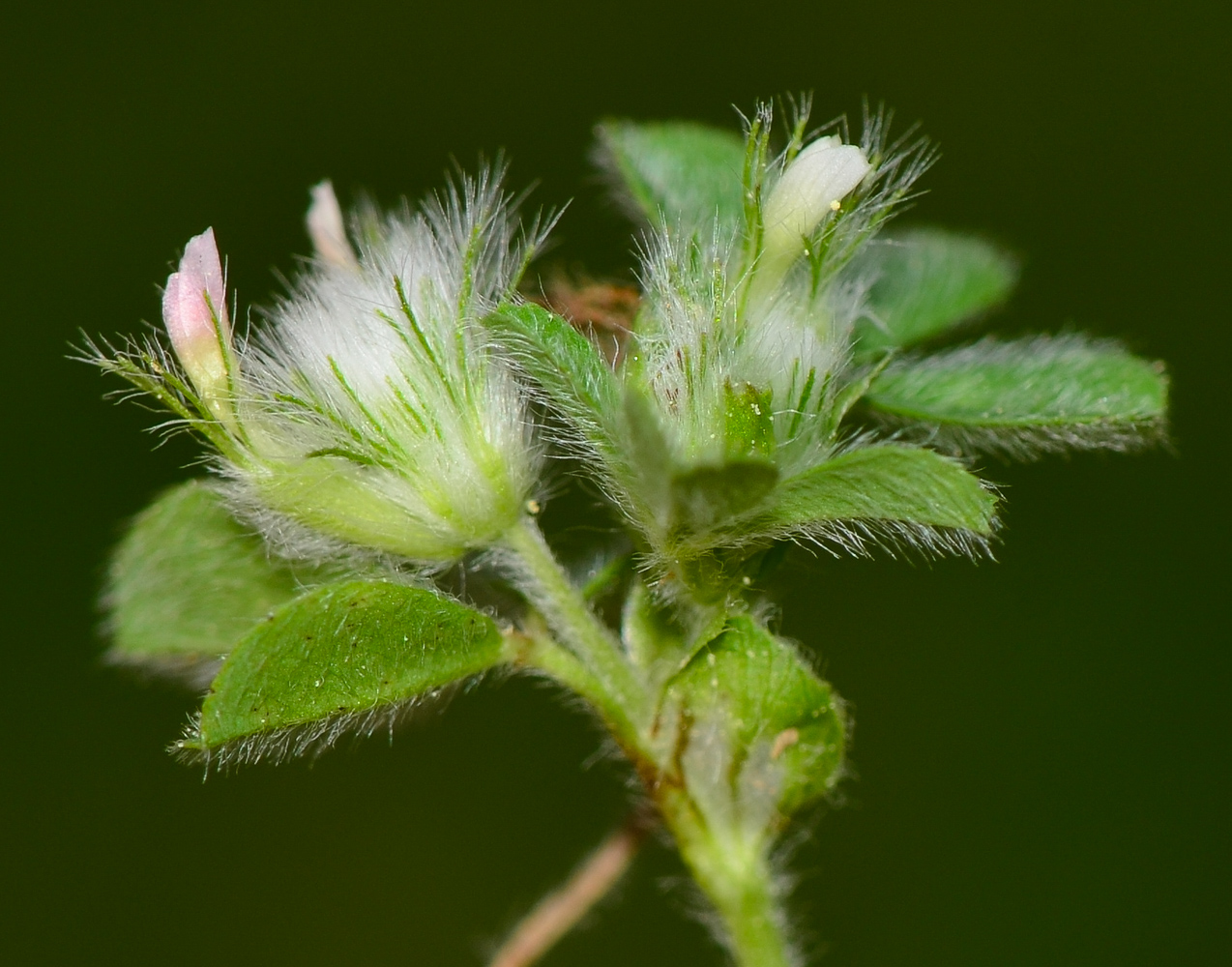 Image of Trifolium pilulare specimen.