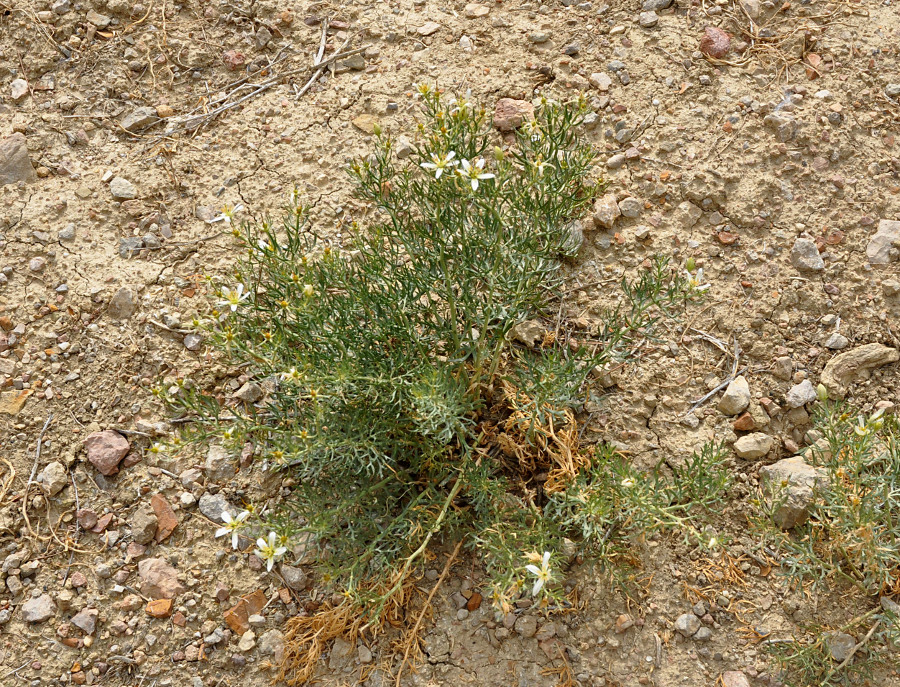 Image of Peganum harmala specimen.