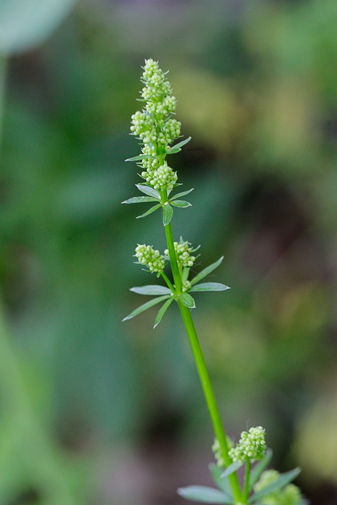 Изображение особи род Galium.