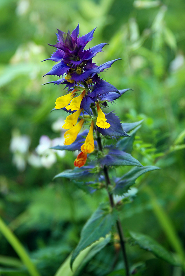 Image of Melampyrum nemorosum specimen.