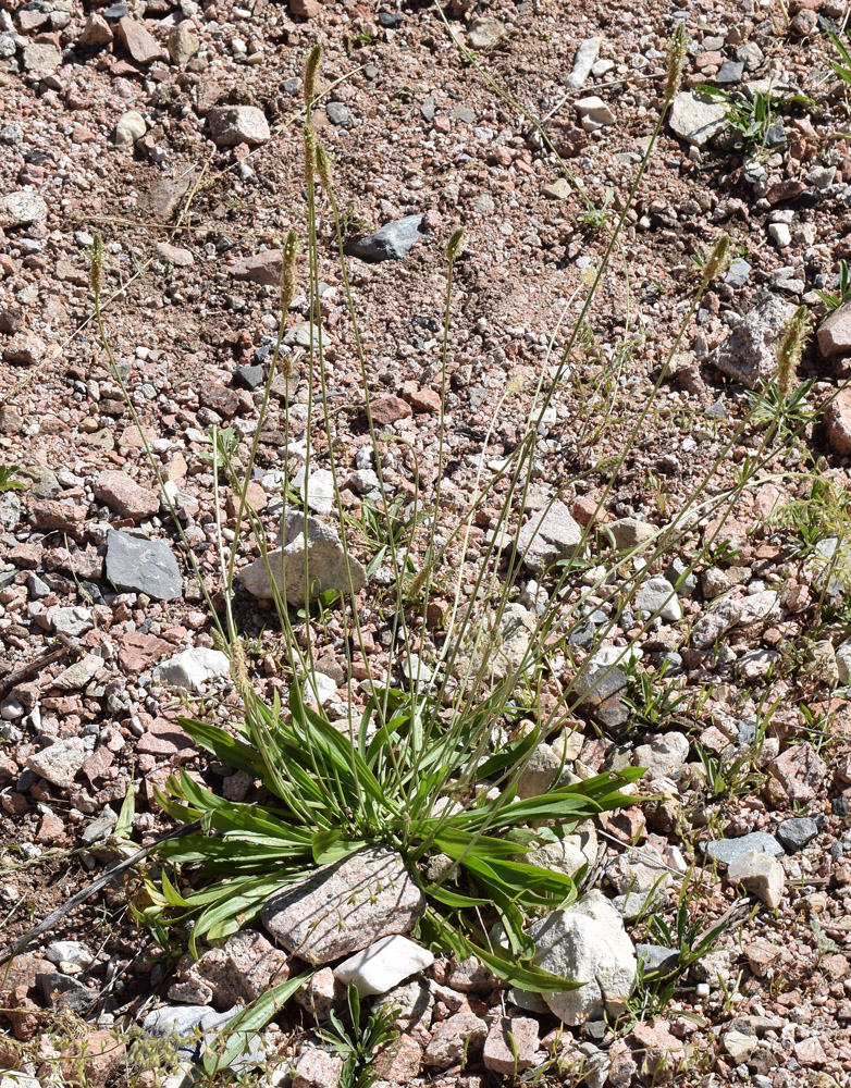 Image of Plantago lanceolata specimen.
