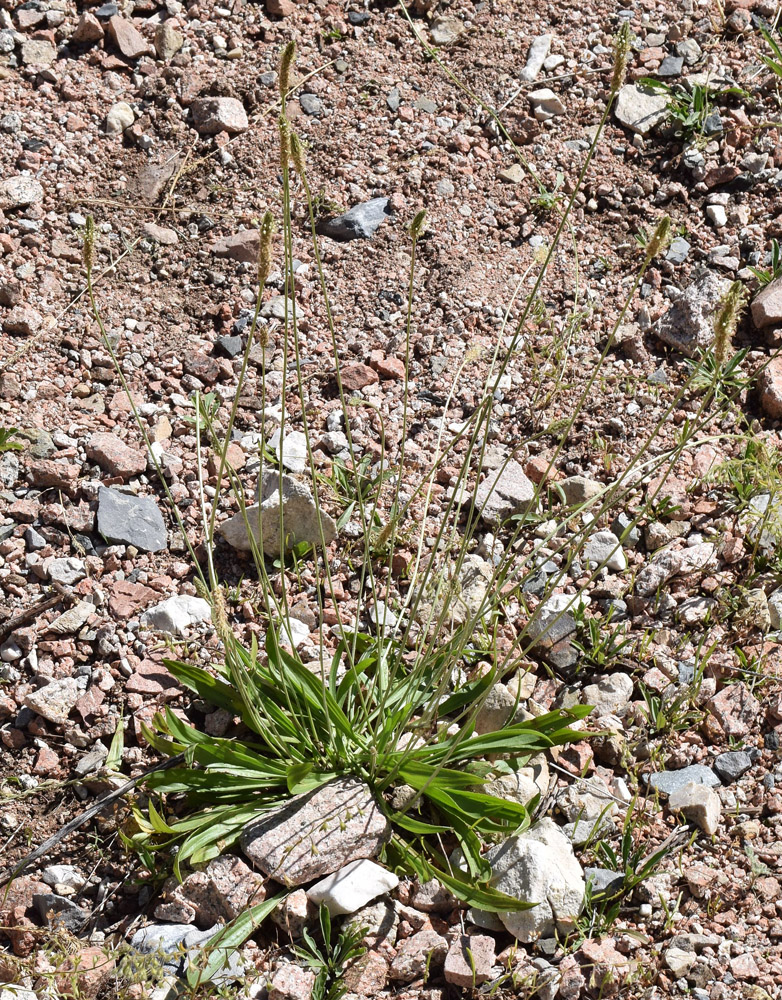 Изображение особи Plantago lanceolata.