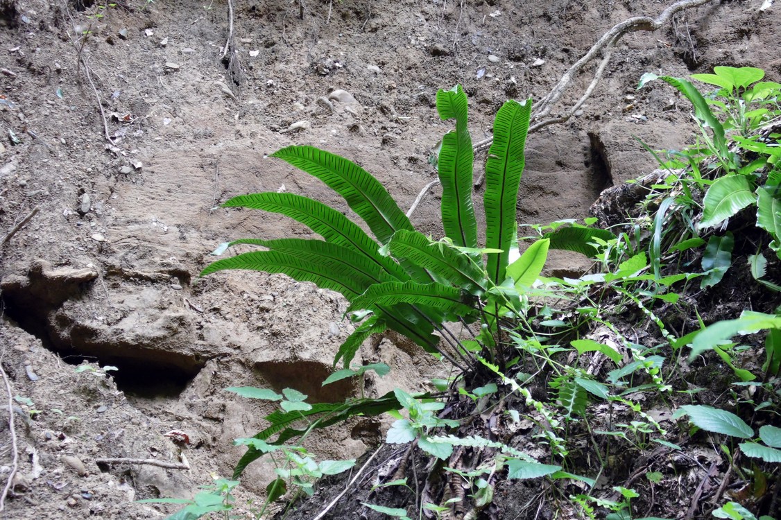 Image of Phyllitis scolopendrium specimen.