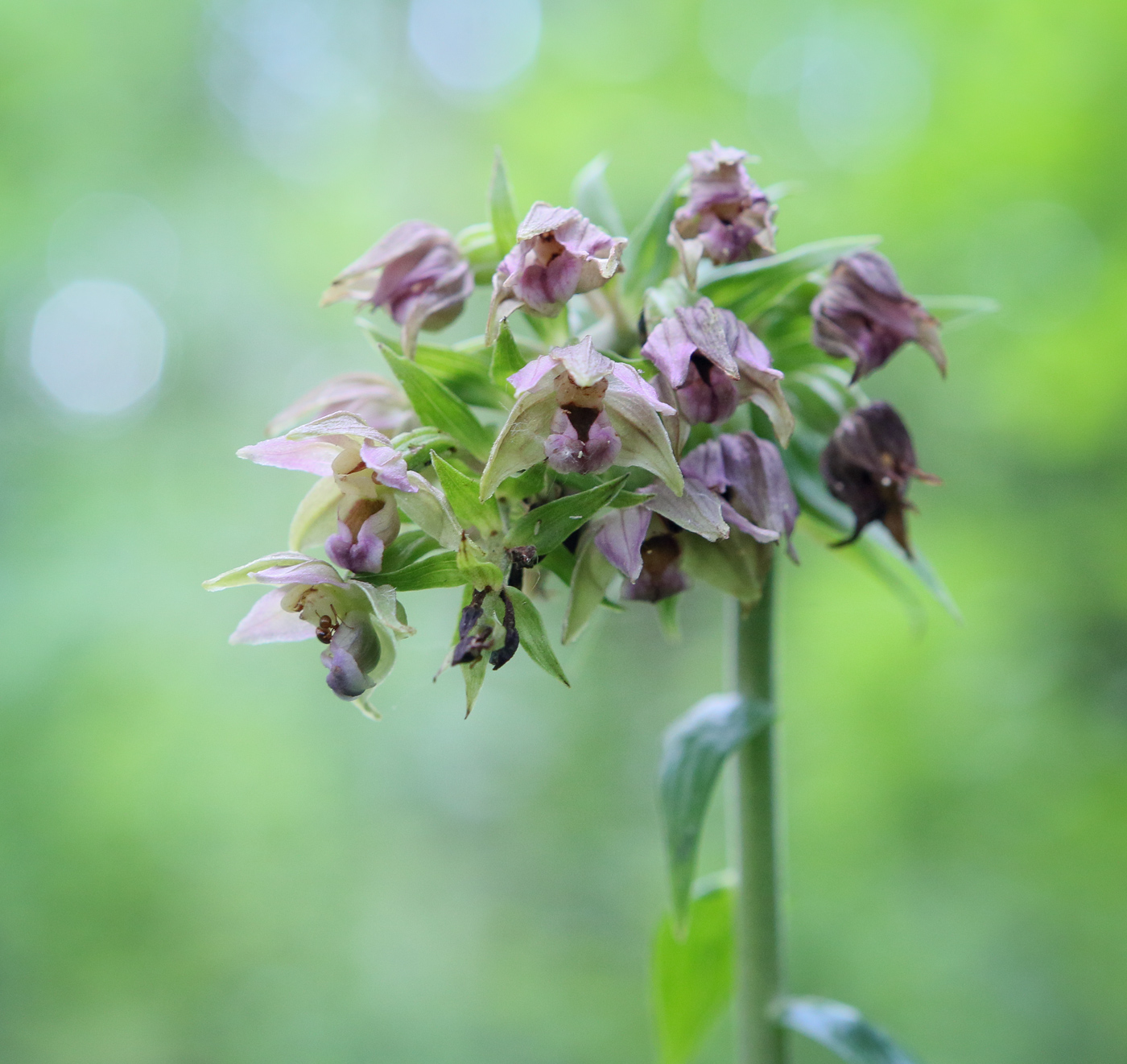 Изображение особи Epipactis helleborine.