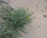 Verbascum pinnatifidum