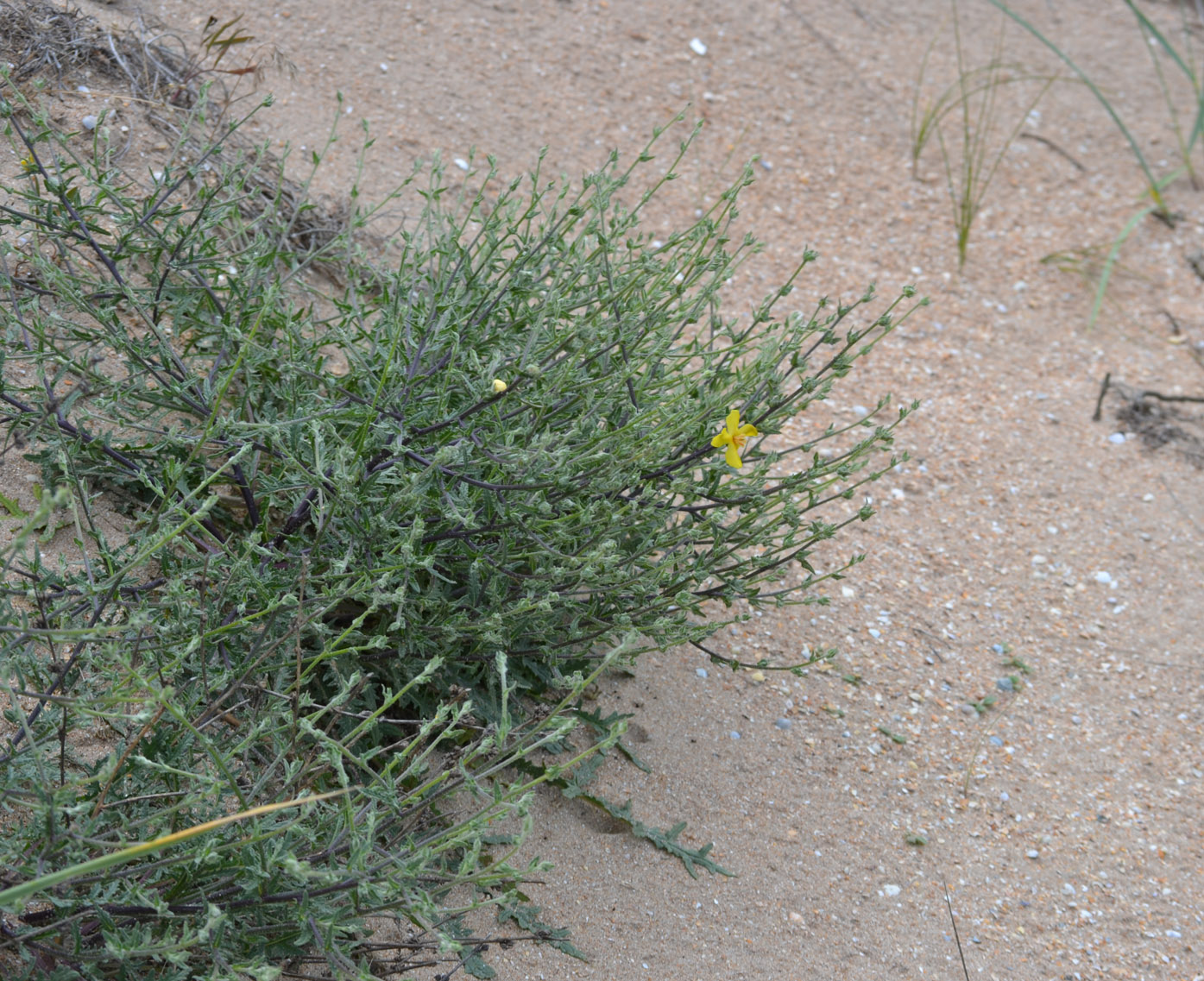 Image of Verbascum pinnatifidum specimen.