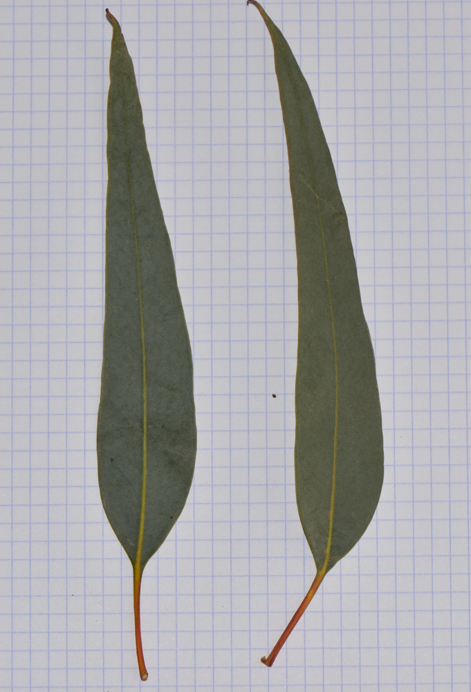 Image of genus Eucalyptus specimen.