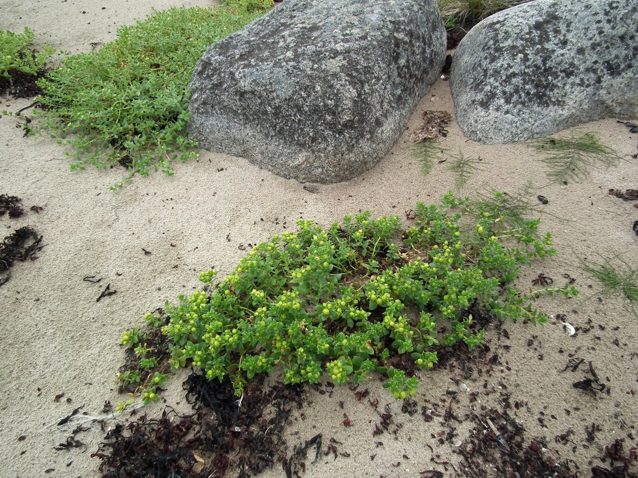 Image of Honckenya peploides ssp. diffusa specimen.