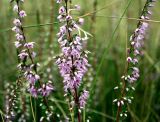 Calluna vulgaris