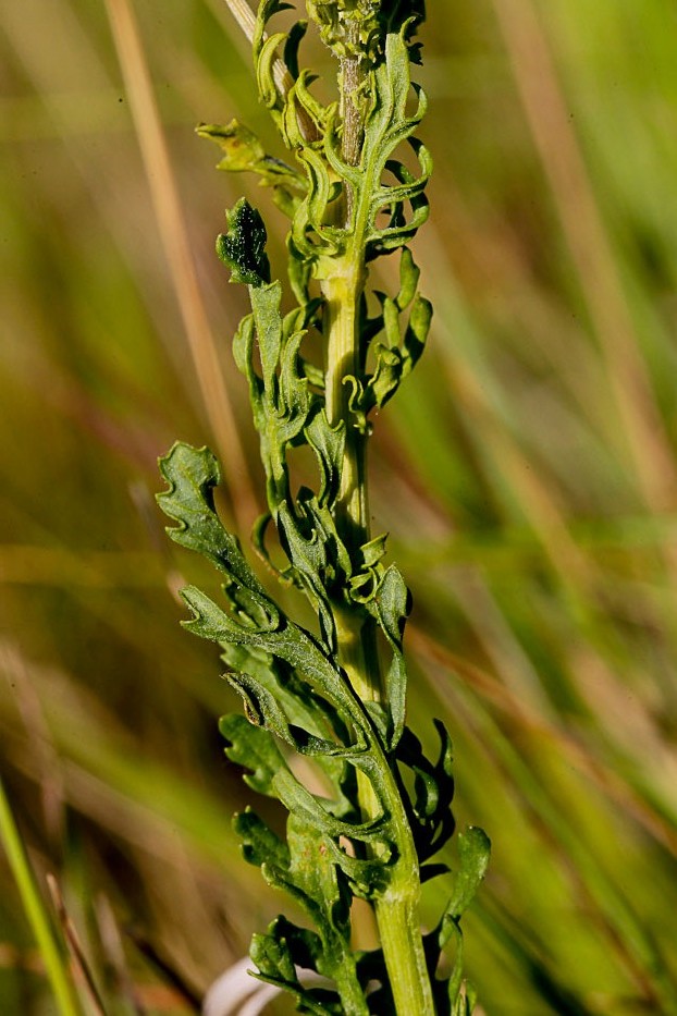 Изображение особи Senecio jacobaea.