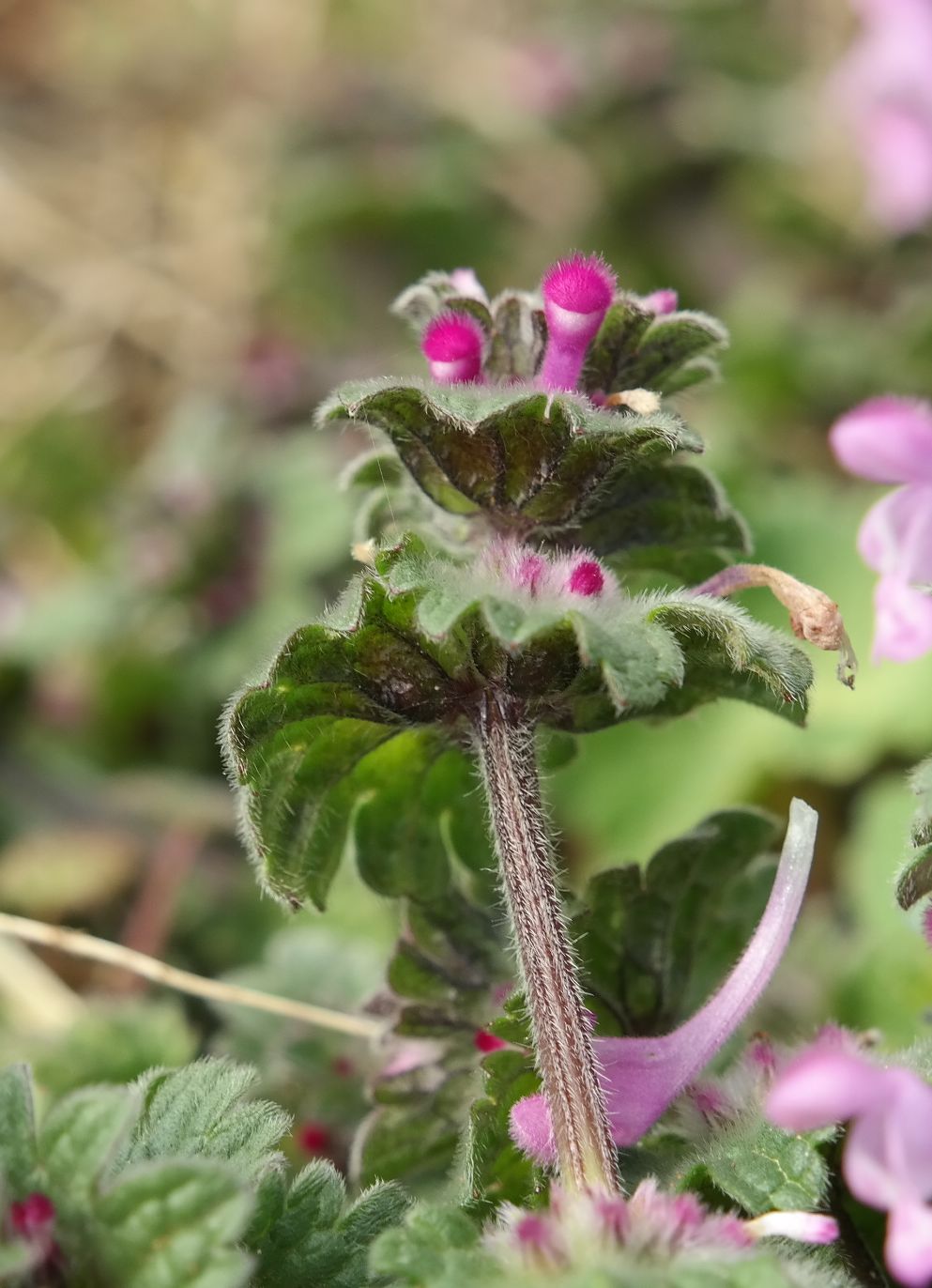 Изображение особи Lamium amplexicaule.