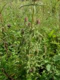 Pedicularis spicata