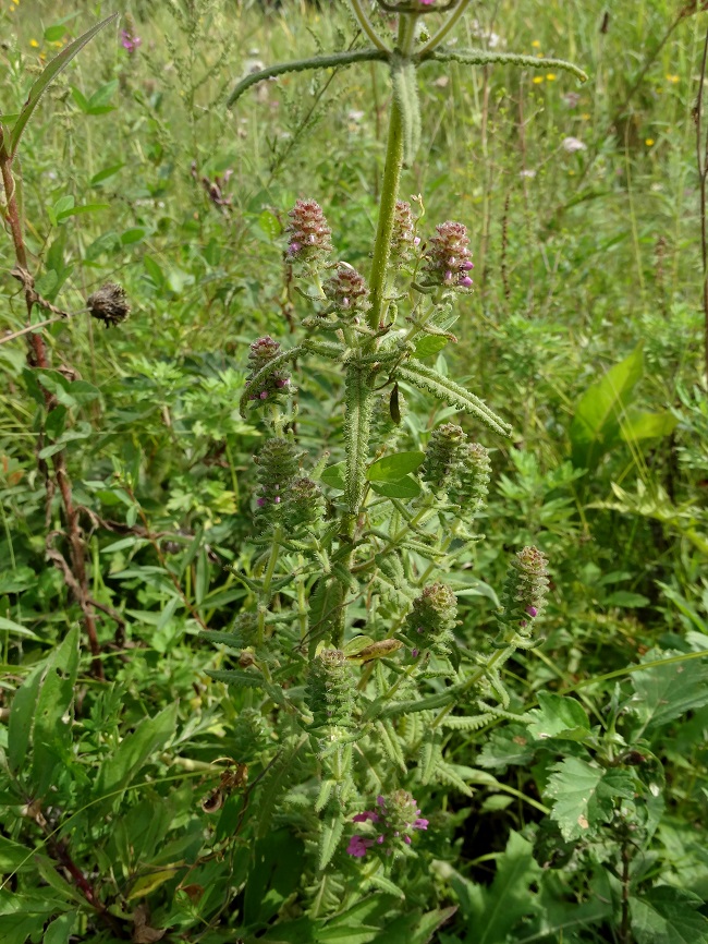 Изображение особи Pedicularis spicata.