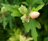 Hibiscus syriacus