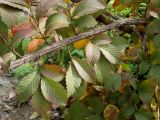 Ulmus japonica