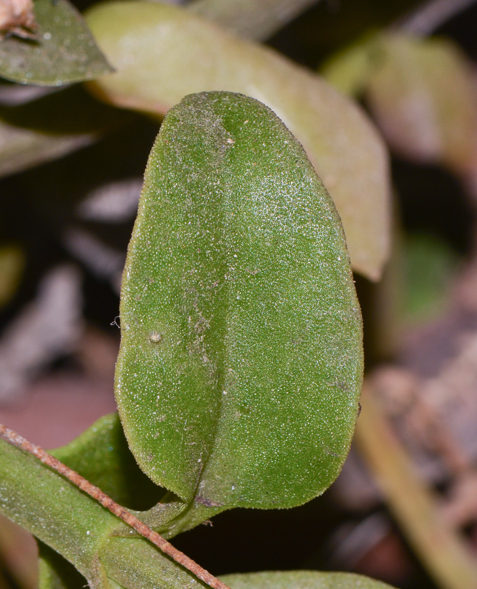 Image of Aptenia × vascosilvae specimen.