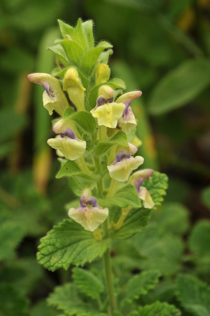 Изображение особи Scutellaria cordifrons.