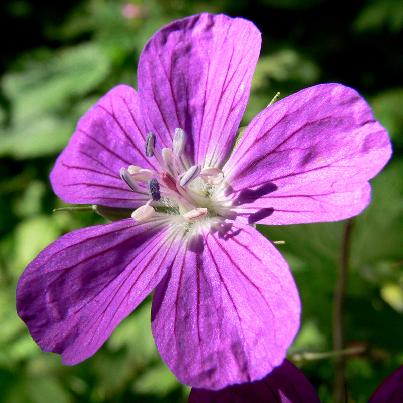 Изображение особи Geranium palustre.