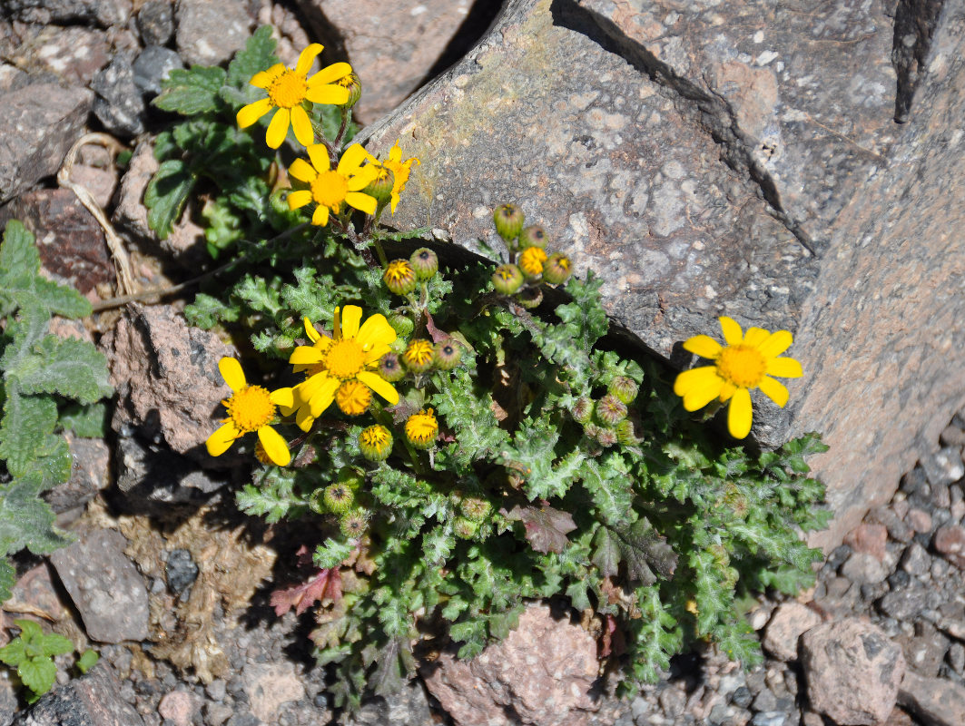 Image of Senecio sosnovskyi specimen.