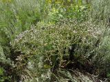 Goniolimon tataricum. Цветущее растение. Украина, Запорожский р-н, Дурная балка, разнотравная степь. 07.06.2016.