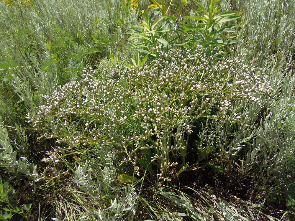Image of Goniolimon tataricum specimen.
