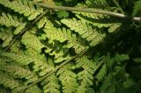 Dryopteris expansa. Нижняя часть вайи с сорусами. Сахалинская обл., Томаринский р-н, окр. г. Томари, под пологом высокополнотного елово-пихтового древостоя. 18.08.2016.