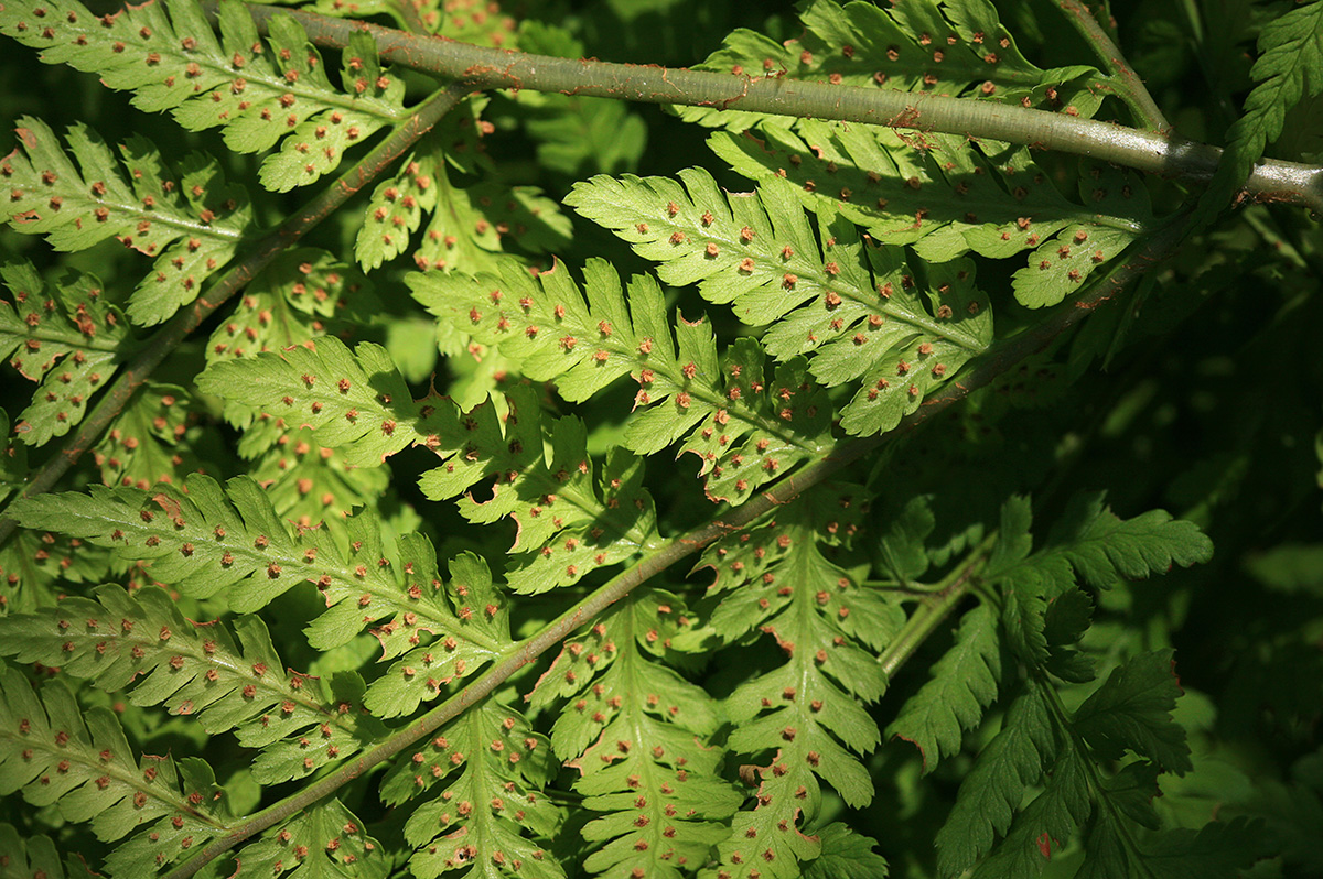 Изображение особи Dryopteris expansa.