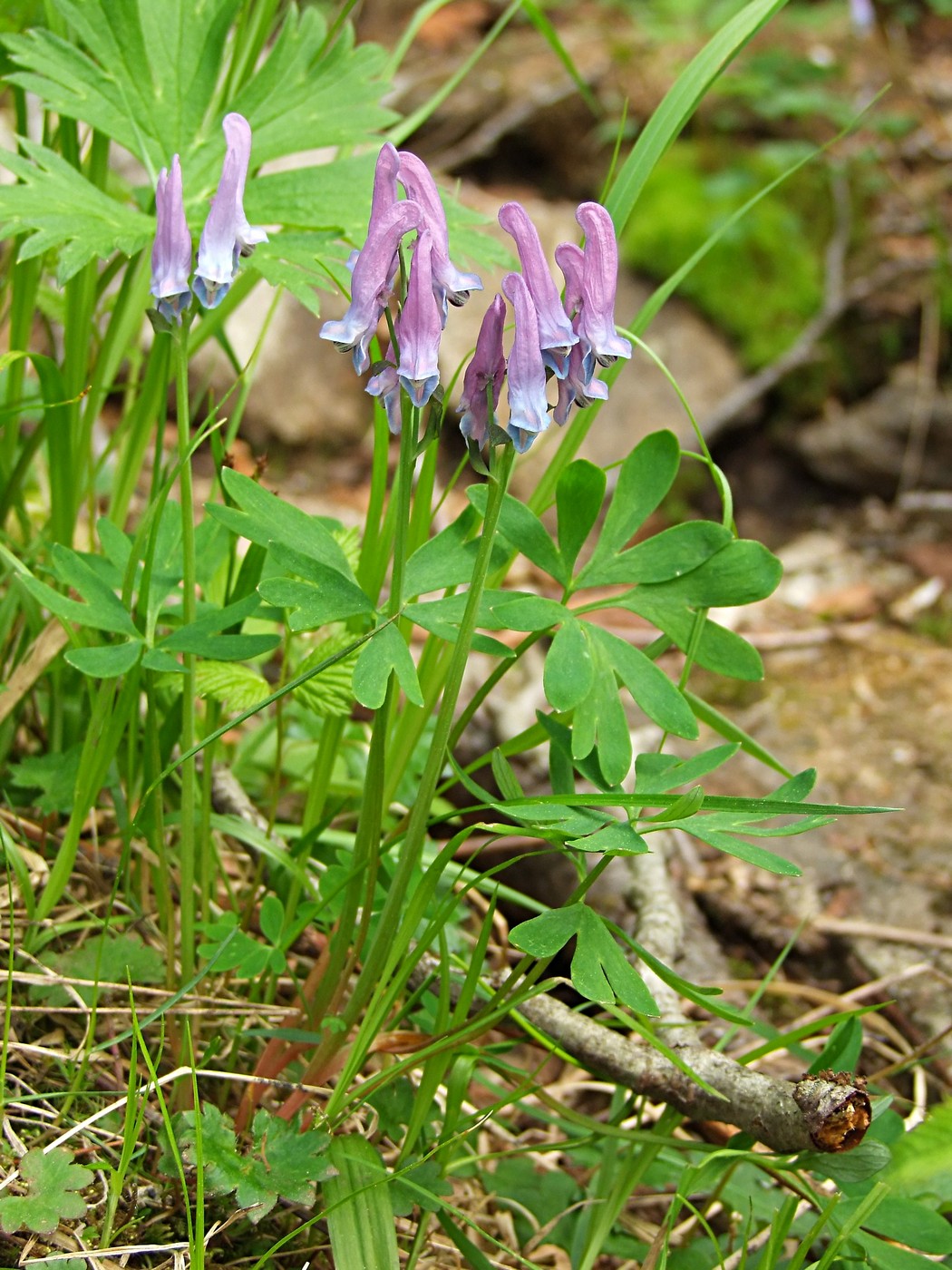 Image of Corydalis arctica specimen.