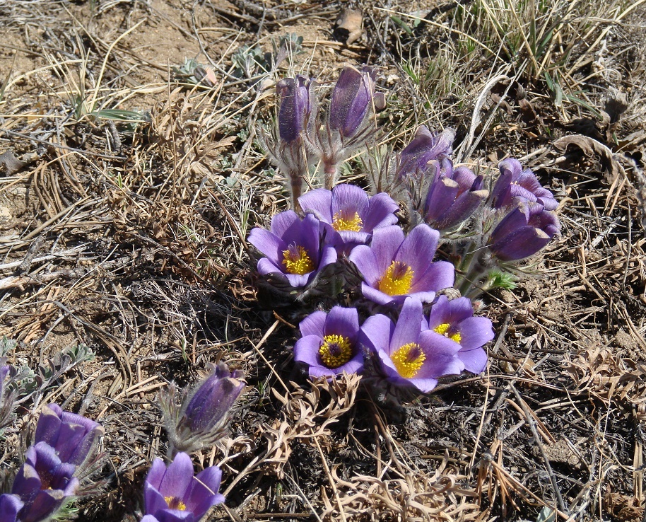 Image of Pulsatilla turczaninovii specimen.