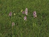 Orchis purpurea. Цветущие растения. ФРГ, земля Северный Рейн-Вестфалия, р-н Ойскирхен, окр. г. Бад-Мюнстерайфель, луговой склон. 30 мая 2010 г.