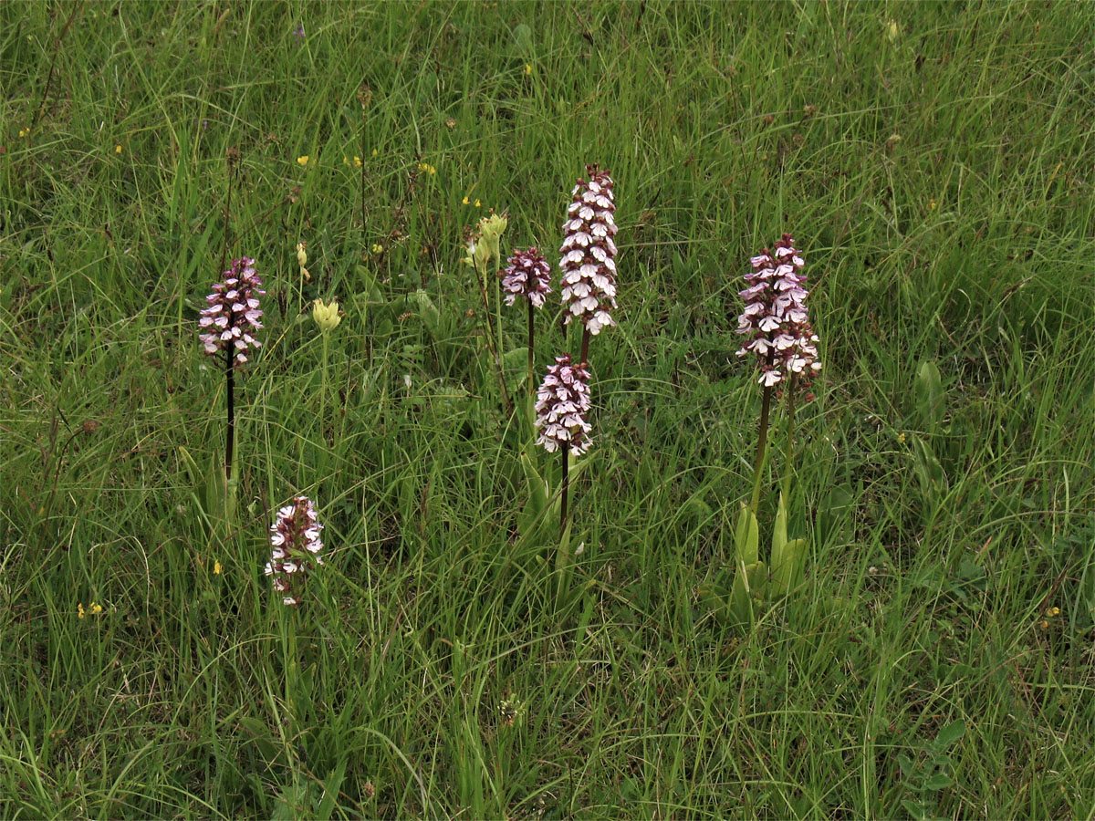 Image of Orchis purpurea specimen.