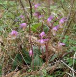 Calypso bulbosa