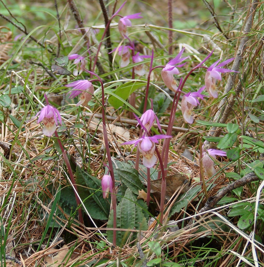 Image of Calypso bulbosa specimen.