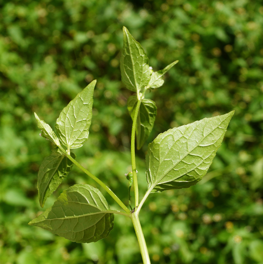 Image of Galinsoga parviflora specimen.