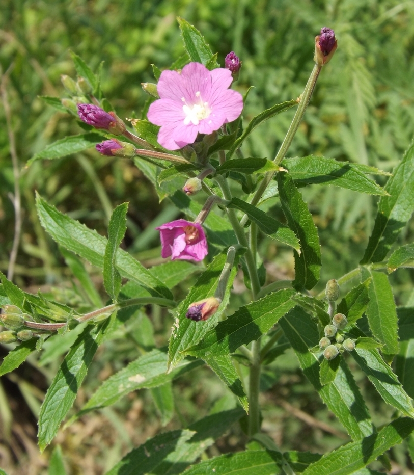 Изображение особи Epilobium hirsutum.